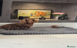 Dachshund dogs for sale: Long hair Dachshund  - Image 6
