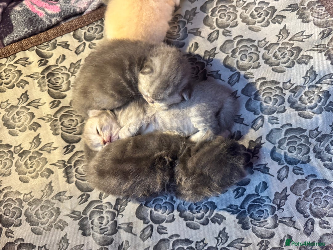 Maine Coon cats for sale: Main coon adorable kittens  - Advert 8