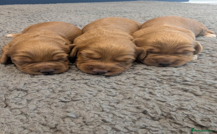 Cockapoo dogs - Advert 15