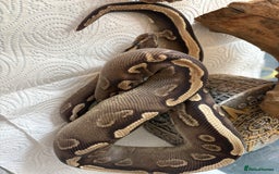 Python Snake reptiles for sale: Royal pythons for sale  - Image 7