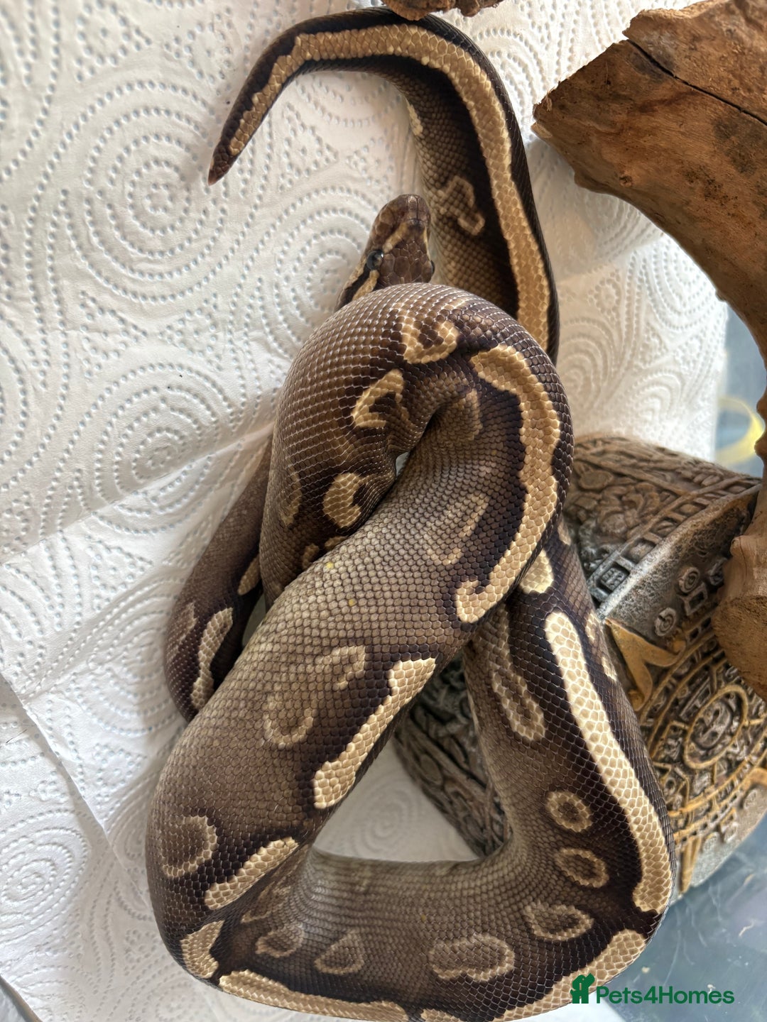 Python Snake reptiles for sale: Royal pythons for sale  - Image 7