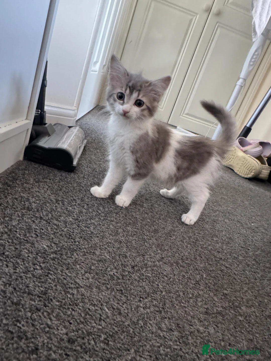 Domestic Shorthair cats for sale: 2 gorgeous kittens  - Advert 1