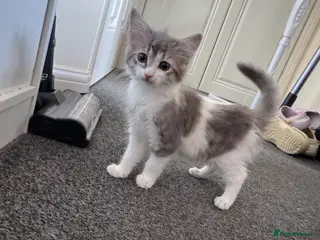 Domestic Shorthair cats 2 gorgeous kittens - Advert 1