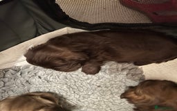 Shih Tzu dogs for sale: Adorable Shih Tzu puppies  - Image 28