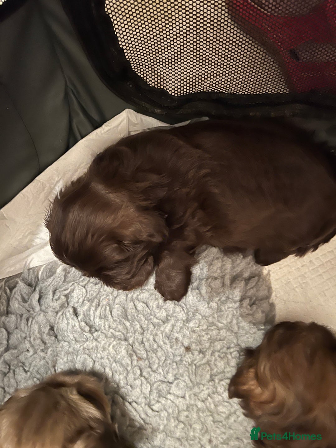 Shih Tzu dogs for sale: Adorable Shih Tzu puppies  - Image 28