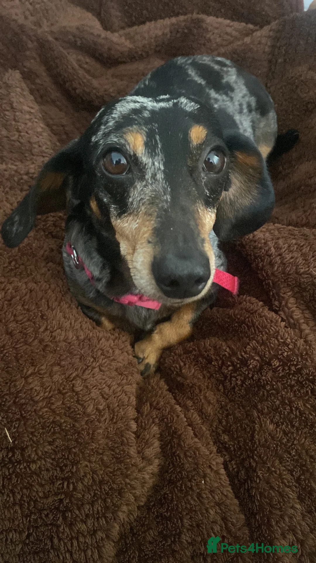 Dachshund dogs for sale: Tri dapple pups - Advert 2