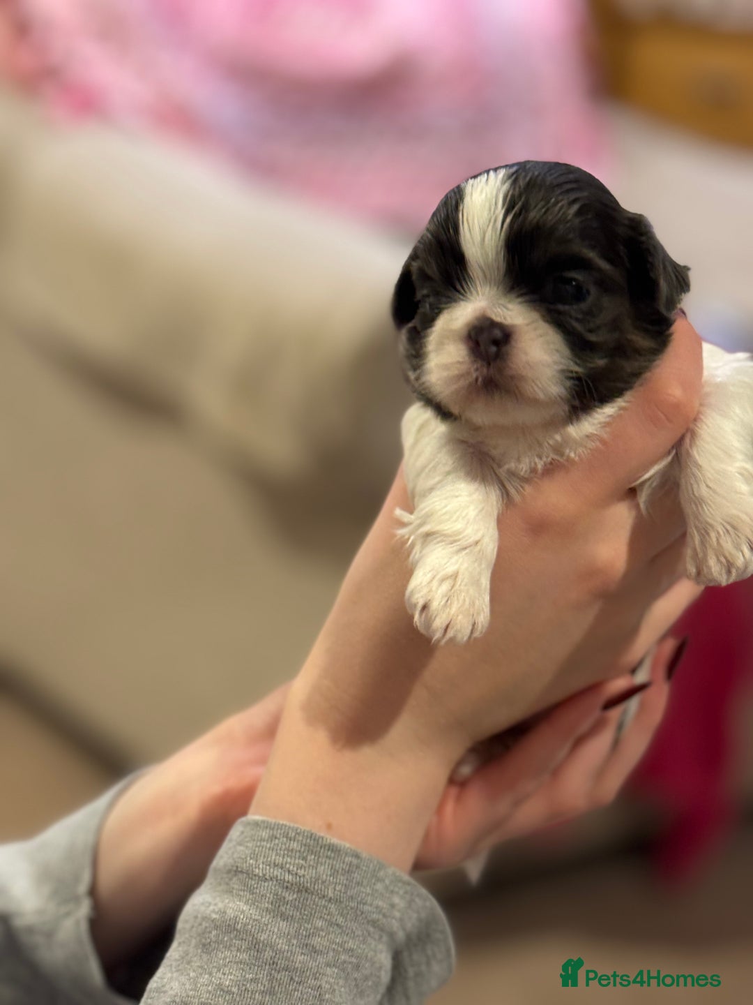 Shih Tzu dogs for sale: Imperial Shih-Tzu Puppies - Advert 7