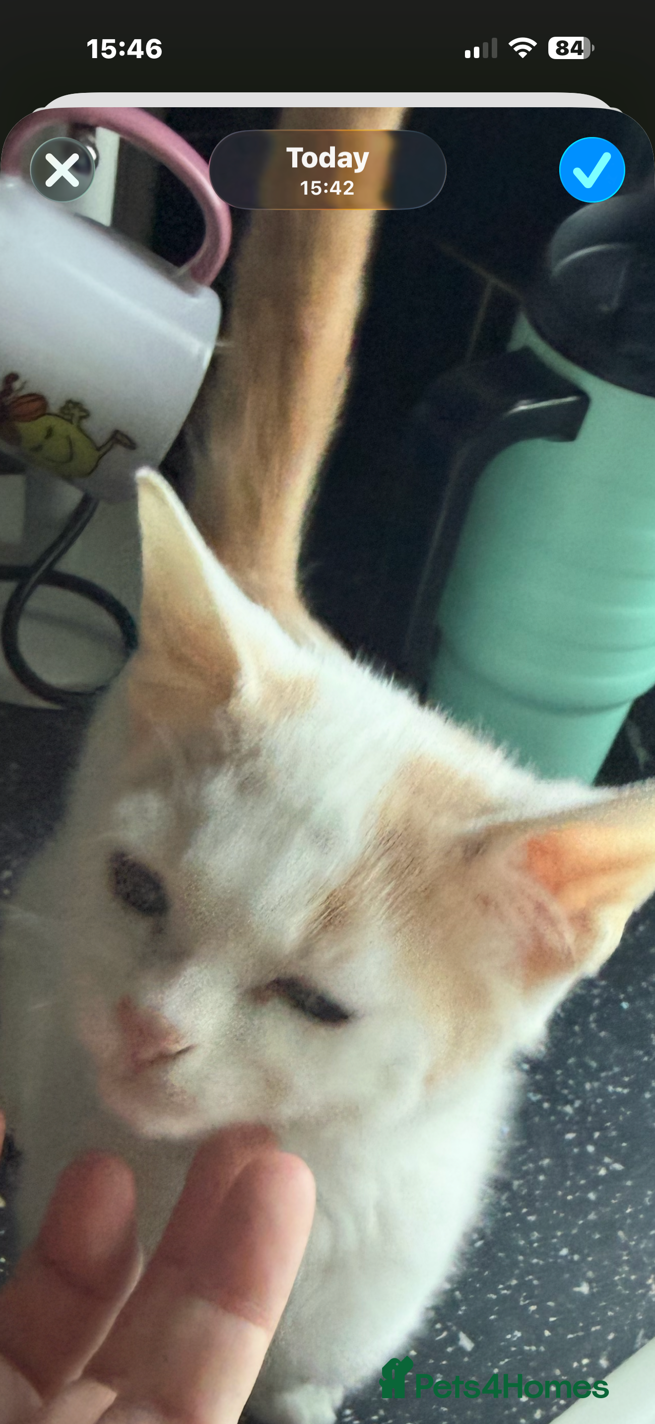 Mixed Breed cats STUNNNIING RED AND WHITE KITTEN - Advert 1