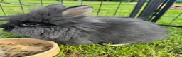 Lionhead rabbits for sale: Gorgeous purebred double-mane lionhead rabbits - Advert 15