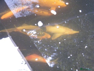 Koi Carp fish - Advert 18