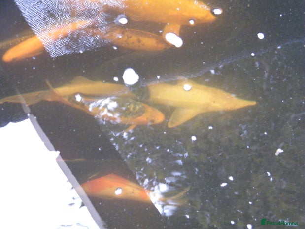 Koi Carp fish - Advert 5