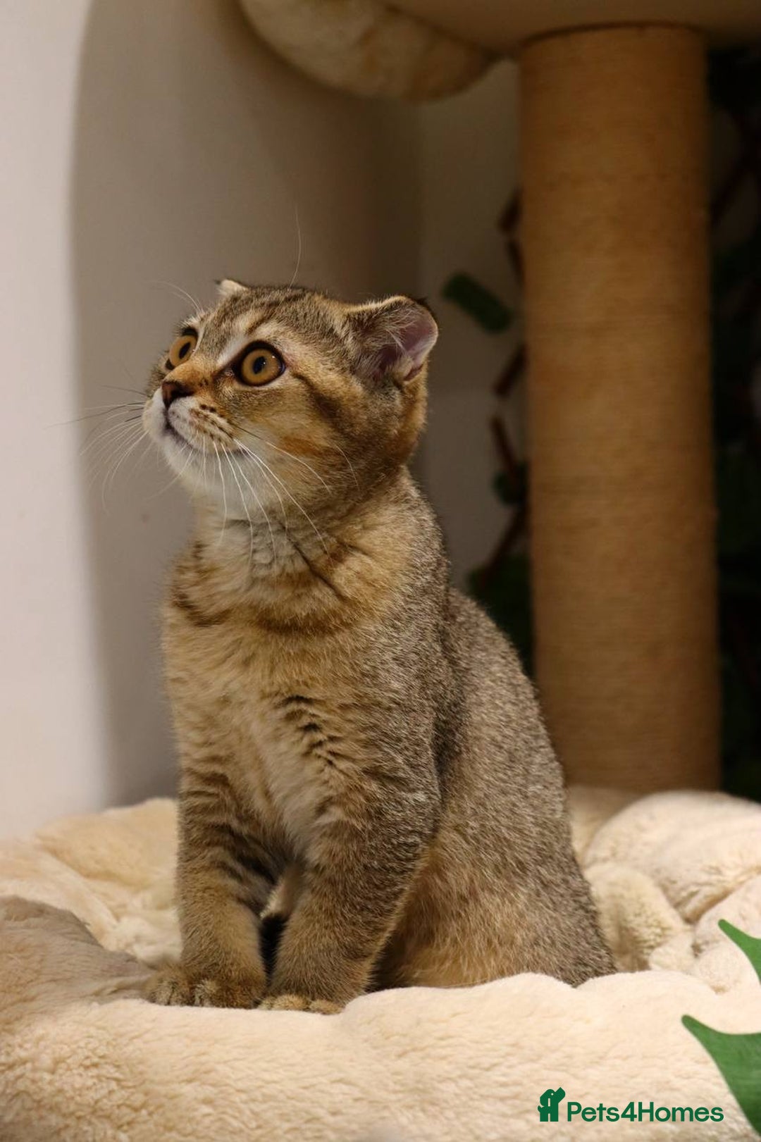 Scottish Fold cats for sale: Ready TICA reg stunning kittens available  - Image 31