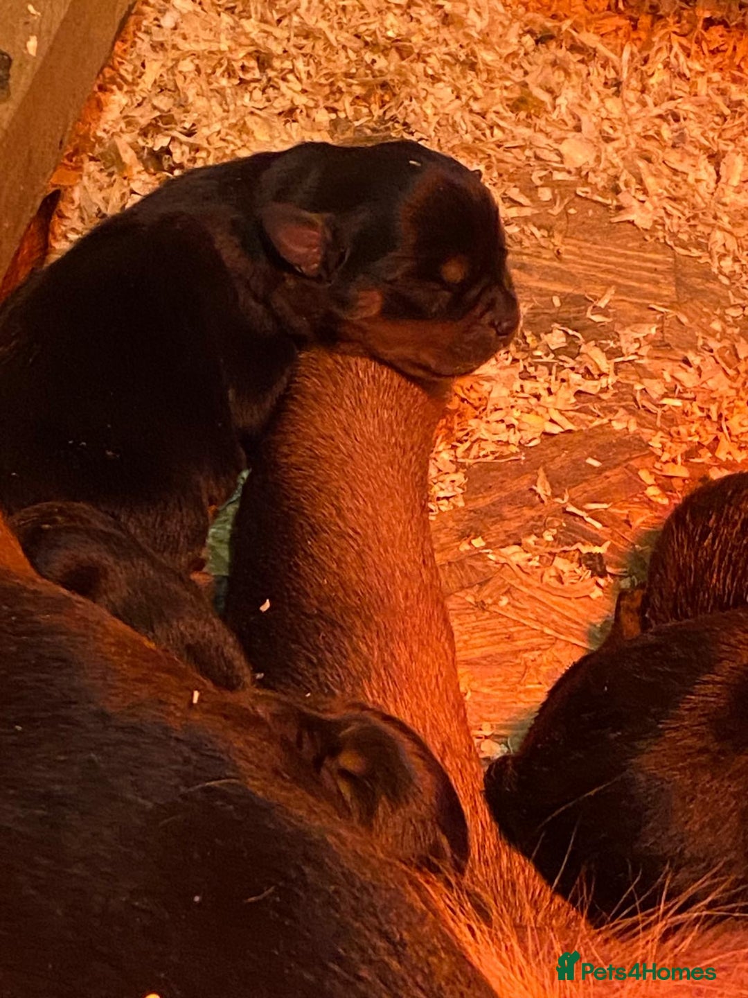 Rottweiler dogs for sale: Top Quality KC Reg Rottweiler Puppies for sale - Advert 15