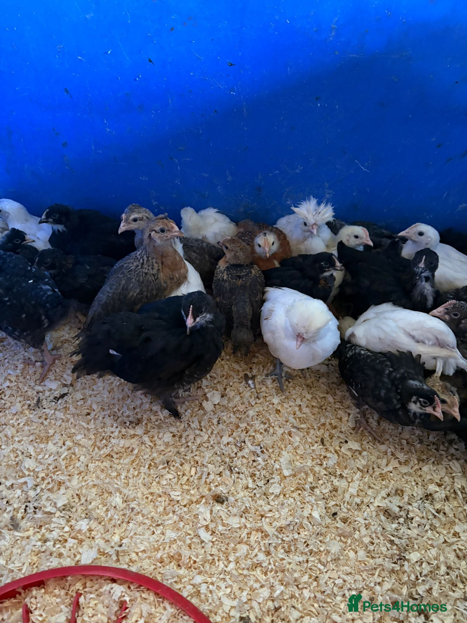 Chickens poultry Female Chicks off heat, 4 weeks old  - Advert 1