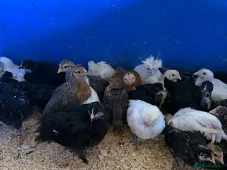 Chickens poultry for sale: Female Chicks off heat, 4 weeks old - Advert 1