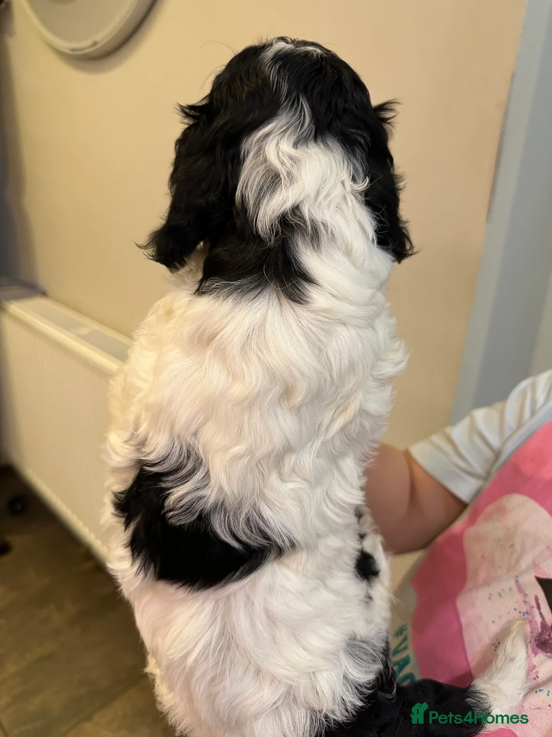 Cockapoo dogs for sale: Beautiful litter of Cockapoo Puppies - Advert 17