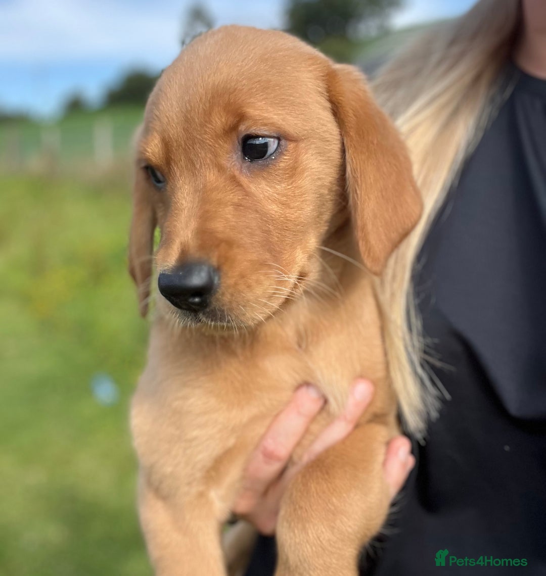 Goldador dogs for sale: Beautiful Chunky Goldador Puppies - Image 16