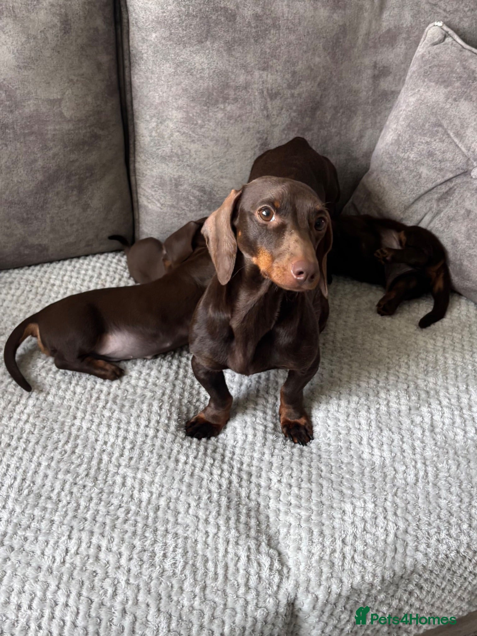 Miniature Dachshund dogs Miniature Dachshund puppies  - Advert 2