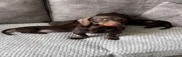 Miniature Dachshund dogs for sale: Miniature Dachshund puppies  - Advert 2
