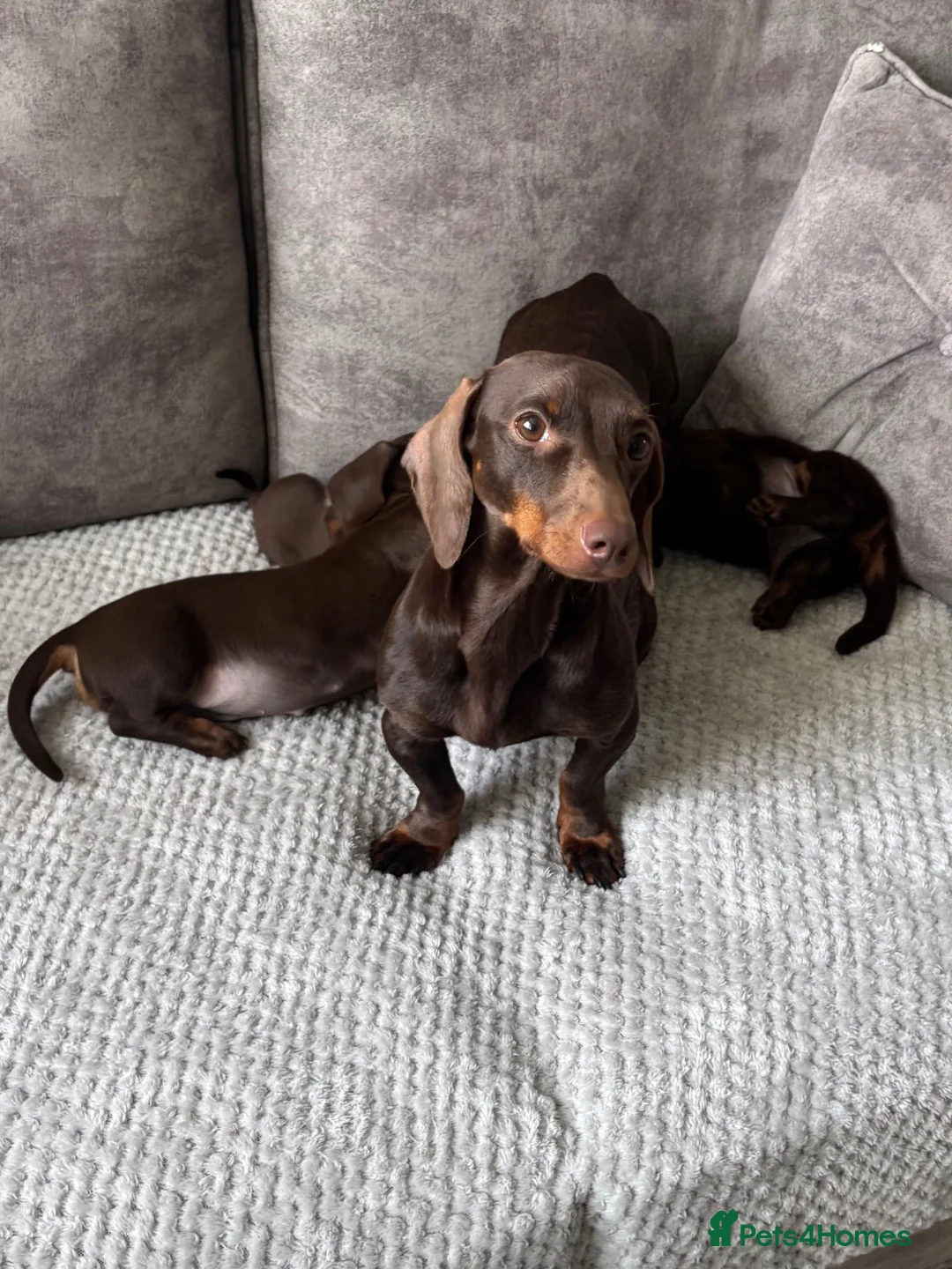 Miniature Dachshund dogs for sale: Miniature Dachshund puppies  - Advert 2