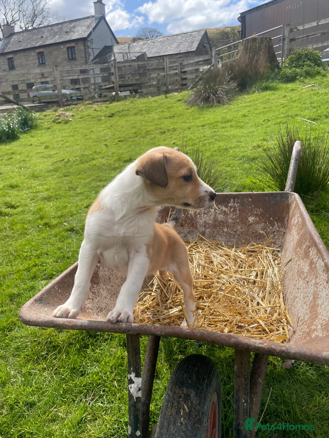Welsh Collie dogs for sale: Welsh collie pups - Advert 7