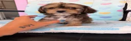 Cavapoo dogs for sale: Cavapoo puppies 🐶 ready now  - Advert 5