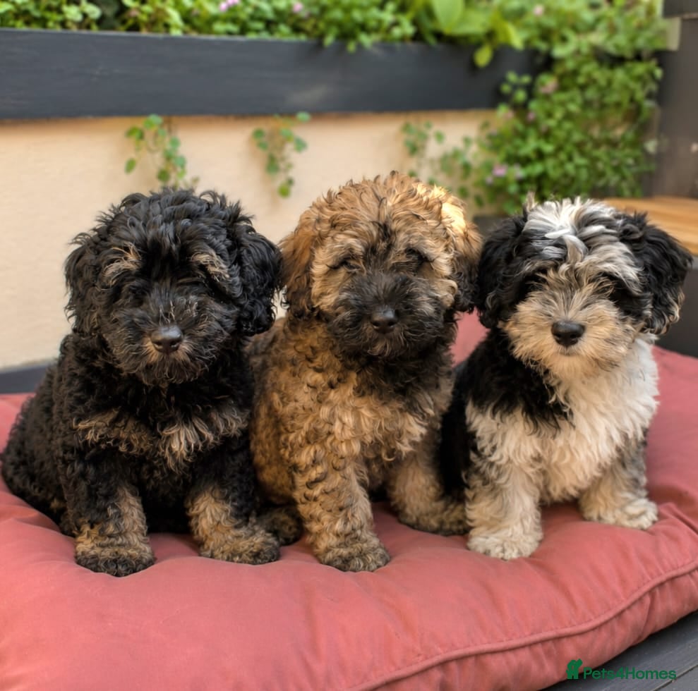 Mixed Breed dogs Cockapoo x Lhasa Apso Teddy Bear Puppies Ready Now - Advert 1