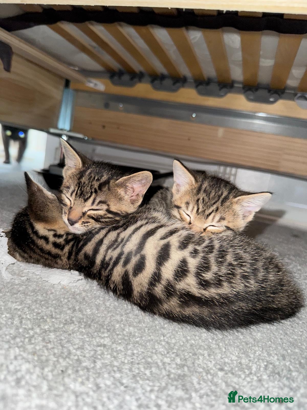 Mixed Breed cats Bengal x Russian blue kittens  - Advert 1