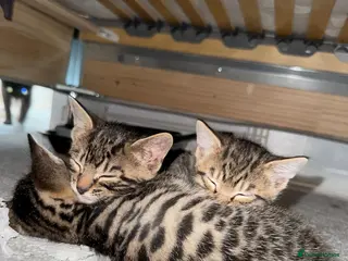 Mixed Breed cats Bengal x Russian blue kittens - Advert 1