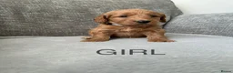 Cockapoo dogs for sale: Stunning F1 Cockapoo’s - Advert 11