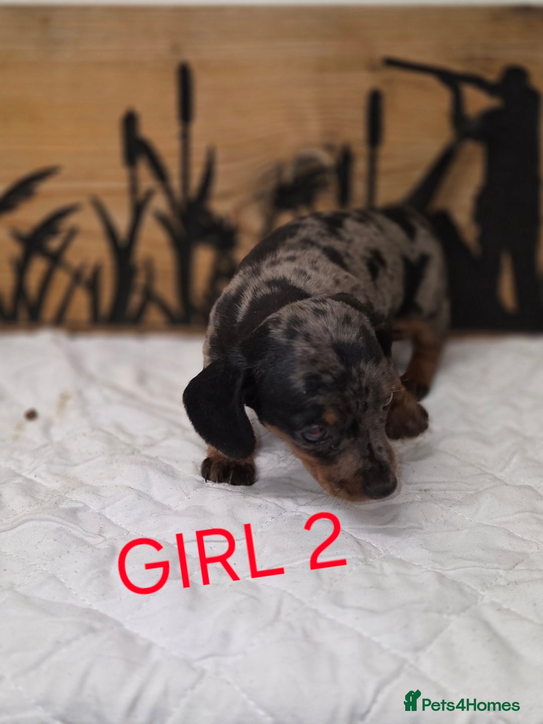 Miniature Dachshund dogs for sale: QUALITY PRA CLEAR MIN DACHSHUNDS  - Advert 10