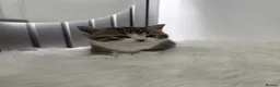 British Shorthair cats for sale: British short hair  - Advert 10