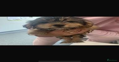 Yorkshire Terrier dogs - Advert 1