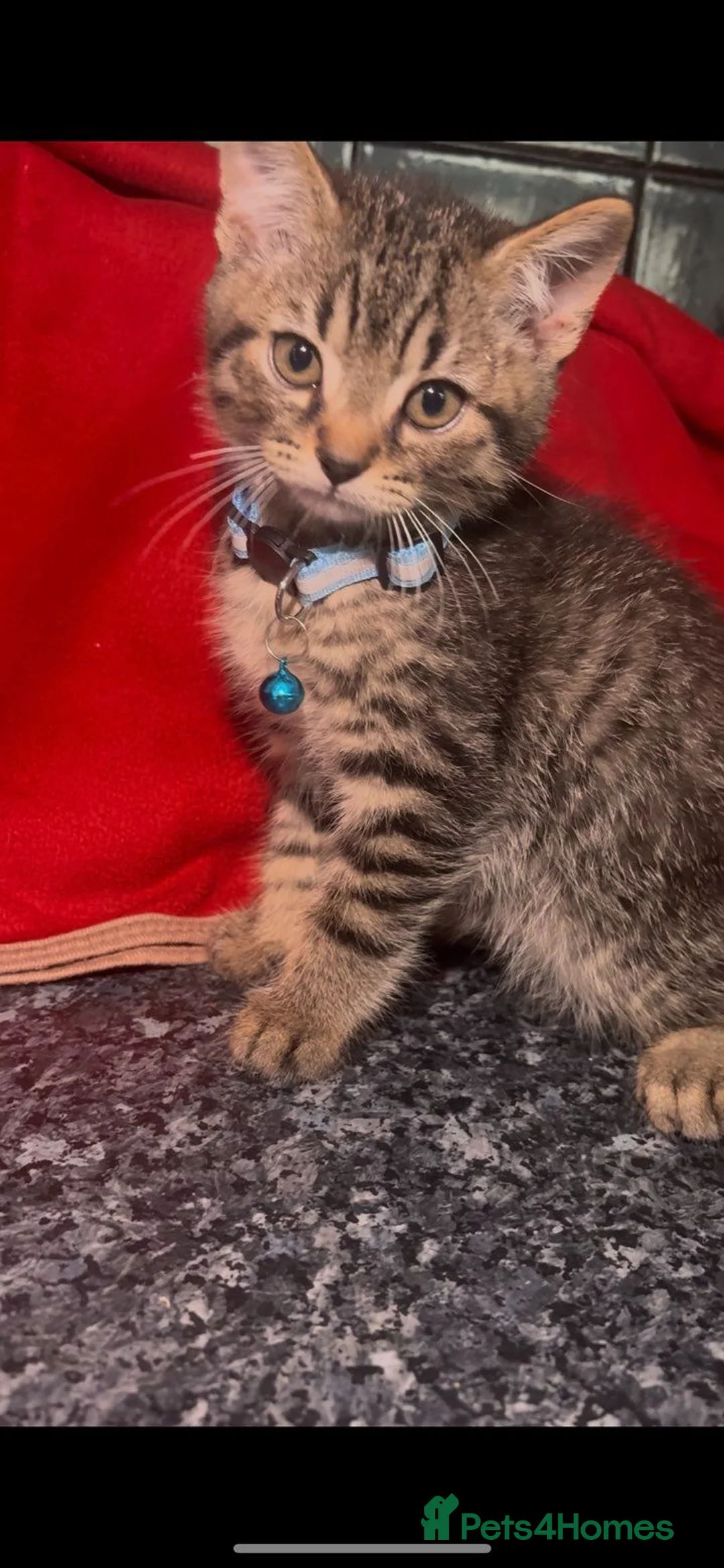 Mixed Breed cats for sale: 5 beautiful little mixed breed kittens in Gillingham - Advert 9