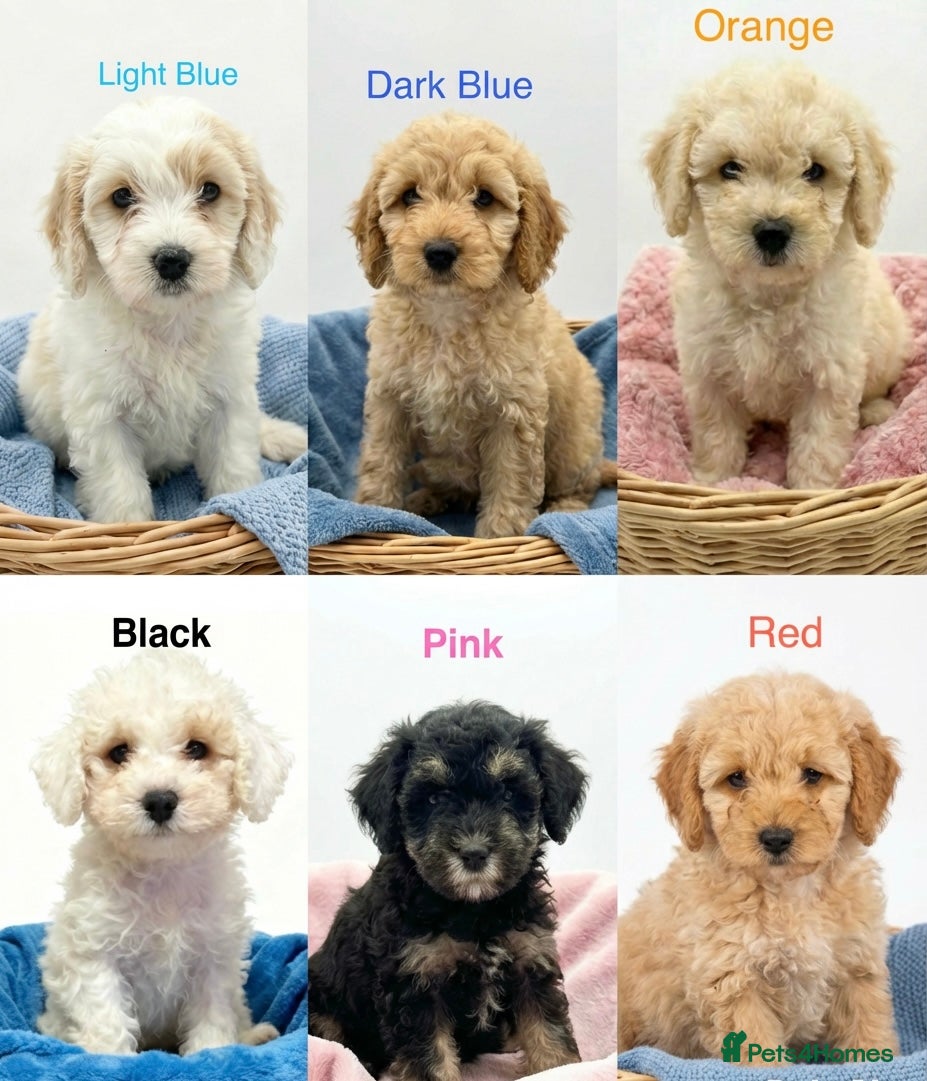 Mixed Breed dogs READY TO GO! 8 Beautiful Cavapoochon Puppies - Advert 9