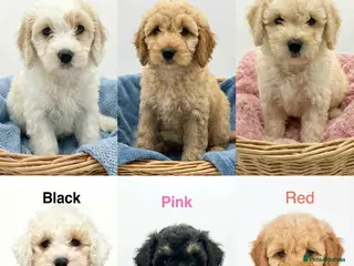 Mixed Breed dogs READY TO GO! 8 Beautiful Cavapoochon Puppies - Advert 9