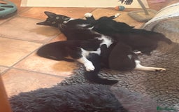 Mixed Breed cats for sale: Gorgeous kittens  - Image 1
