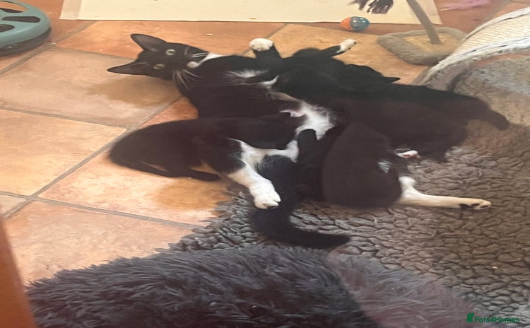 Mixed Breed cats - Advert 5