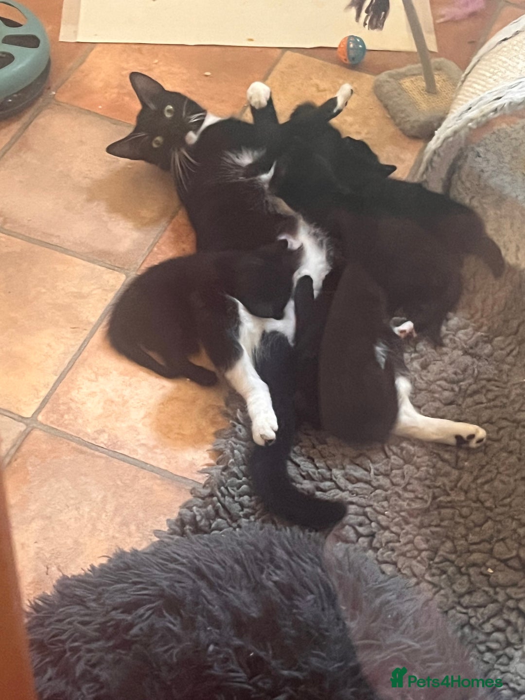 Mixed Breed cats for sale: Gorgeous kittens  - Image 1