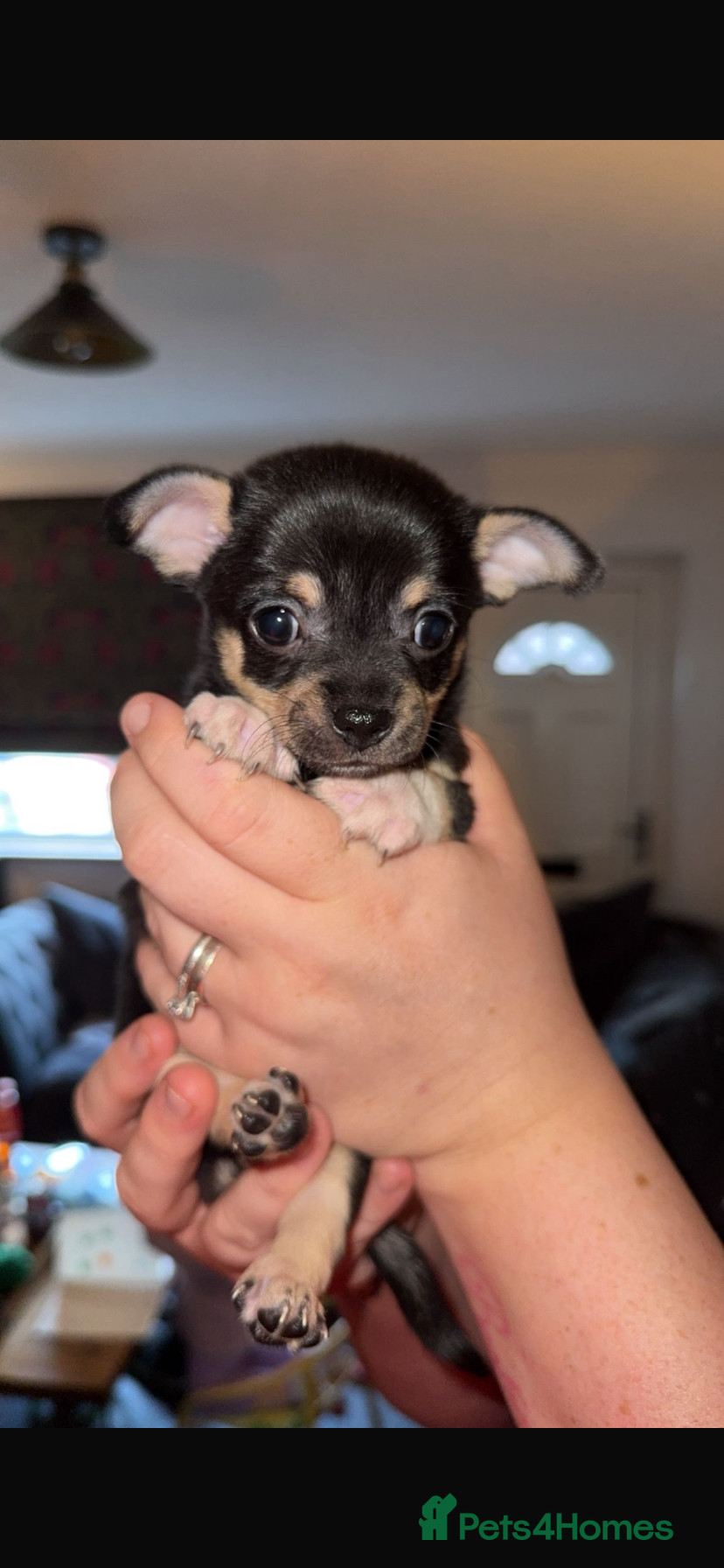 Chihuahua dogs 💛 1 boy and 1 girl – Ready NOW 💛 - Advert 11