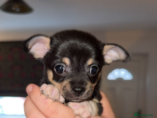 Chihuahua dogs 💛 1 boy and 1 girl – Ready NOW 💛 - Advert 11