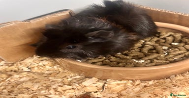 Guinea Pig rodents Gorgeous baby Guineapigs  - Advert 12