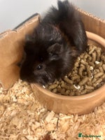 Guinea Pig rodents Gorgeous baby Guineapigs - Advert 5