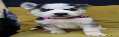Siberian Husky 2