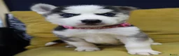 Siberian Husky dogs for sale: Purebred Huskies puppies READY TO GO TO NEW HOME  - Advert 14