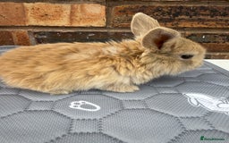Mini Lop rabbits for sale: Pure mini lops  - Image 10
