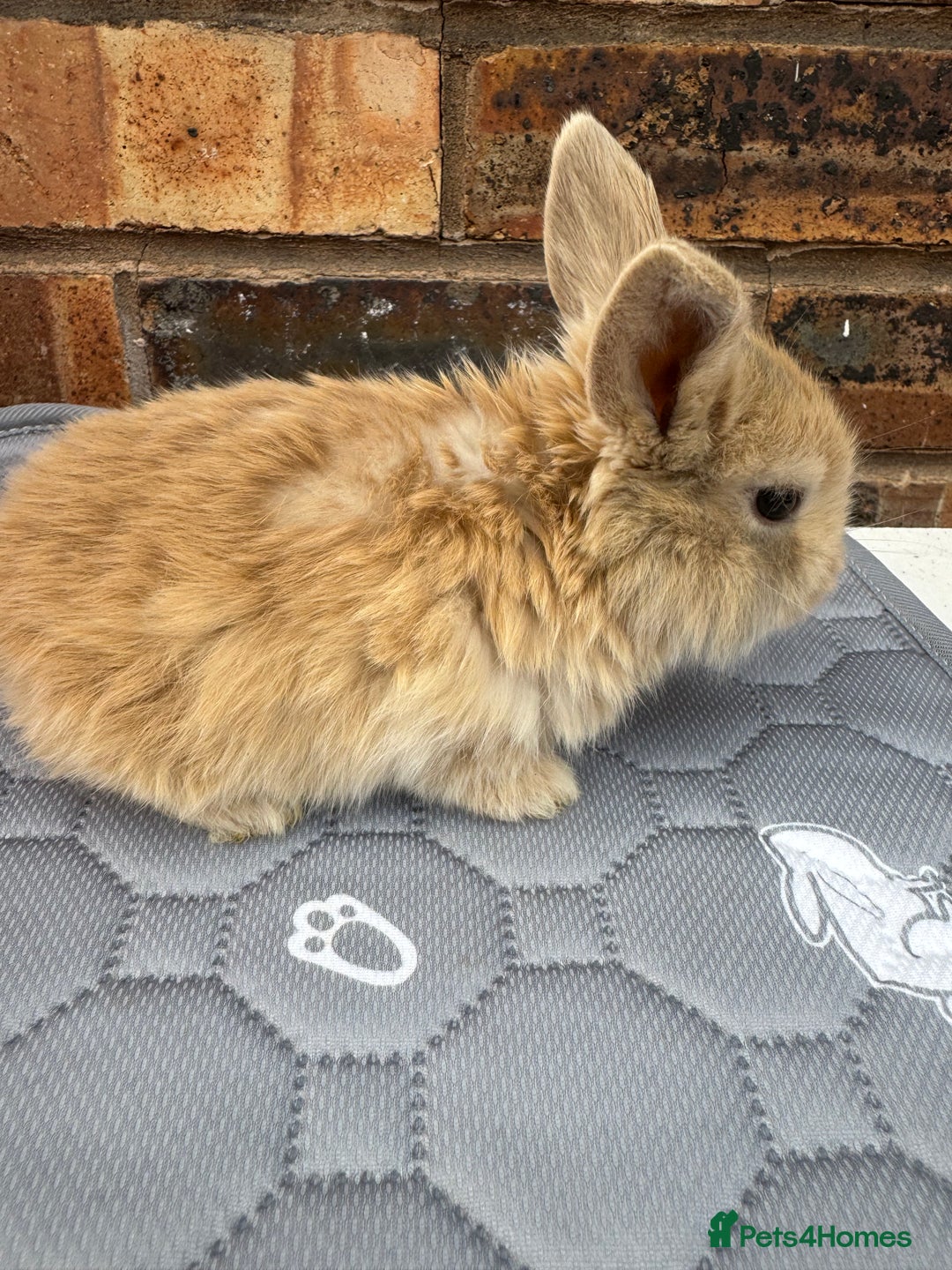 Mini Lop rabbits for sale: Pure mini lops  - Image 10