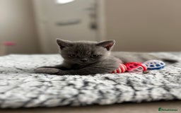 British Shorthair cats for sale: Beautiful British Shorthair Kittens - Image 8
