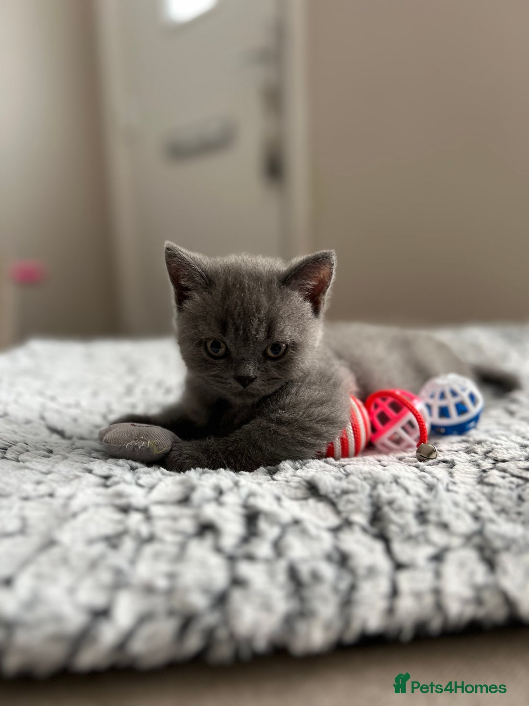 British Shorthair cats for sale: Beautiful British Shorthair Kittens - Image 8