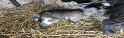 Goats livestock for sale: 2 female baby pygmy goats - Advert 9